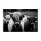 Stupell Industries Black & White Highland Cows Canvas Wall Art Design by Franklyn Gregory
